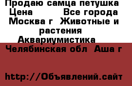 Продаю самца петушка › Цена ­ 700 - Все города, Москва г. Животные и растения » Аквариумистика   . Челябинская обл.,Аша г.